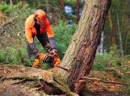 Best Root Management and Removal  in Hillsville, VA